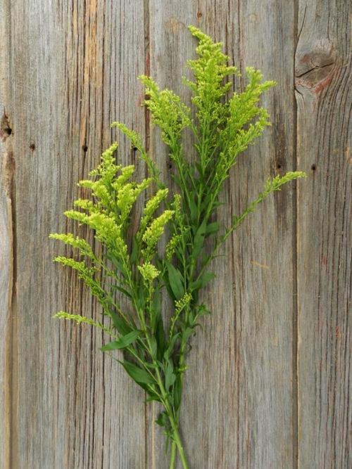 SOLIDAGO  YELLOW ASTER